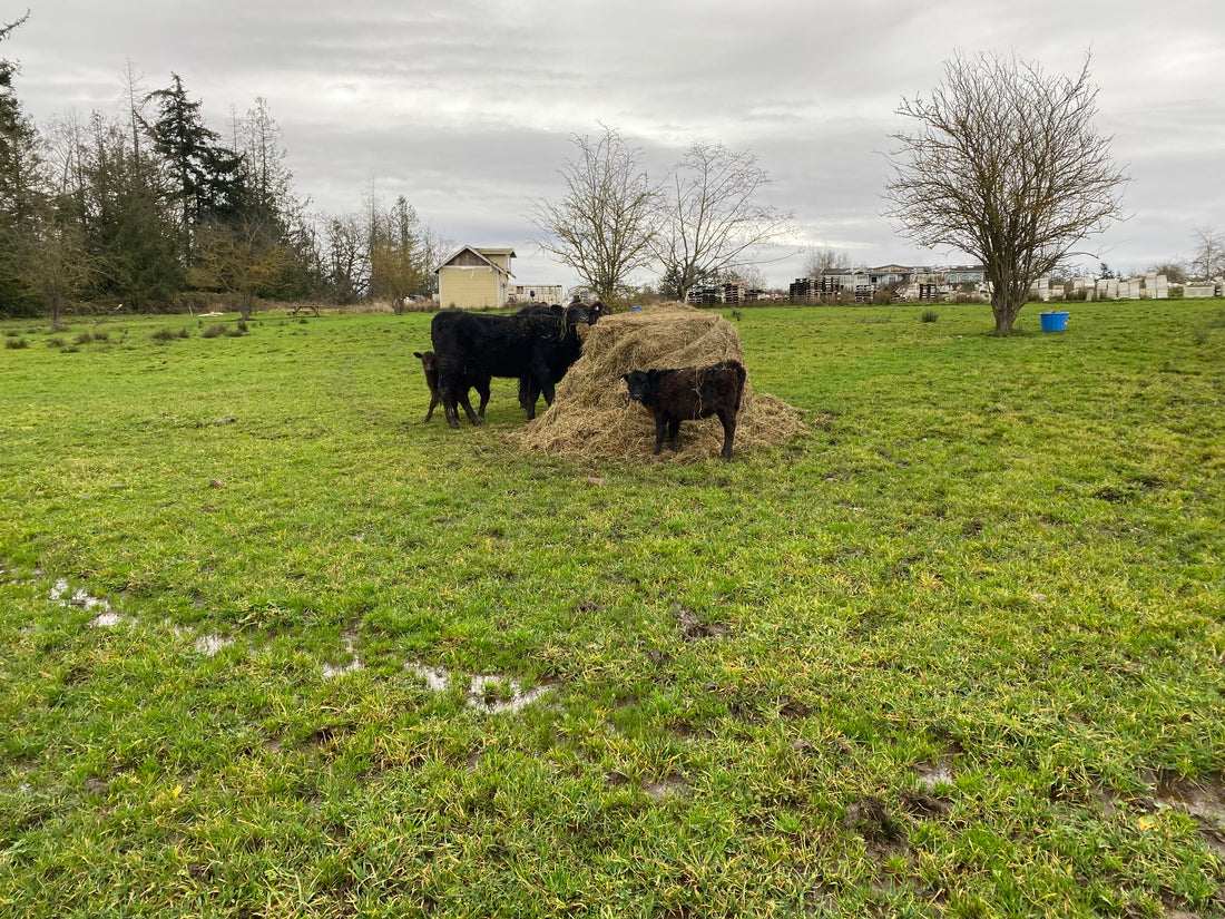 Baby Calves out of Sync with the herd