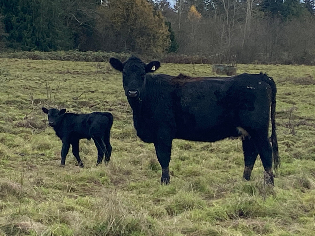 New Baby Calves