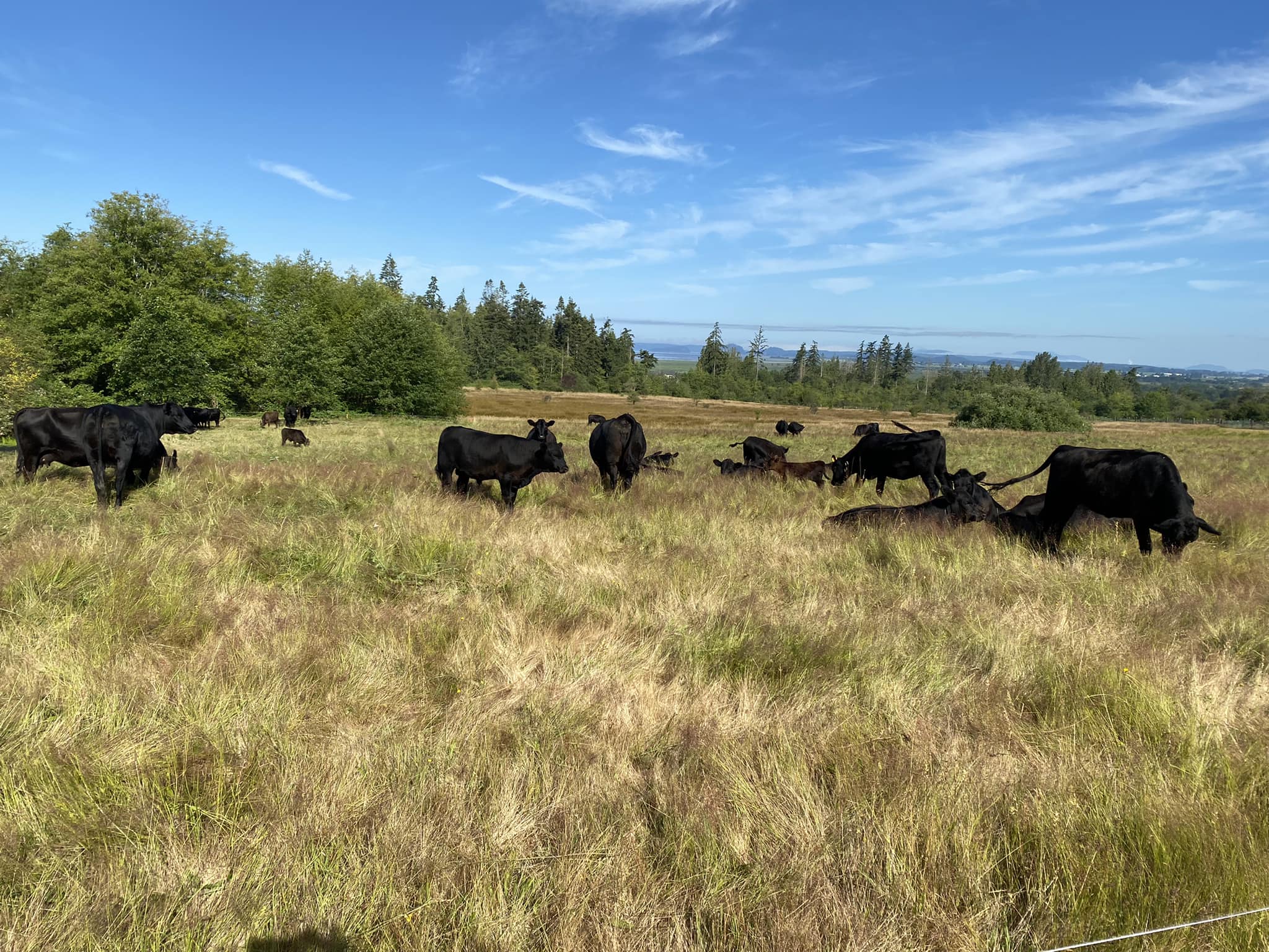 Cattle grazing in a green pasture